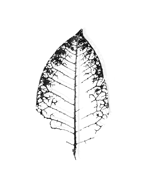 Black Leaf