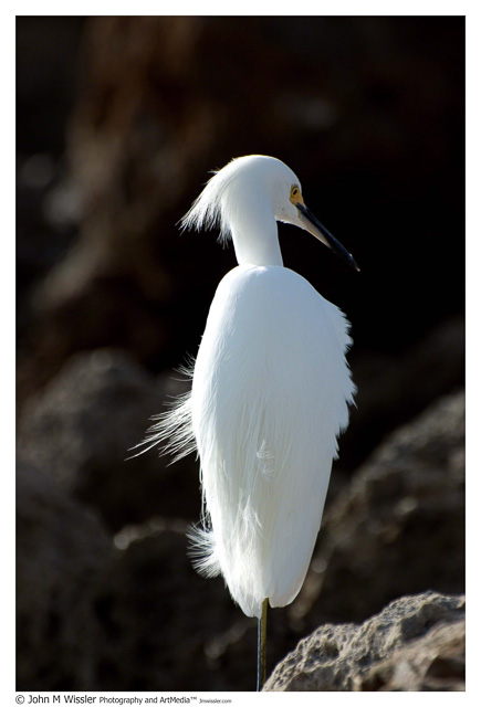 Casperon Beach Bird