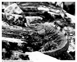 Mexican Iguana